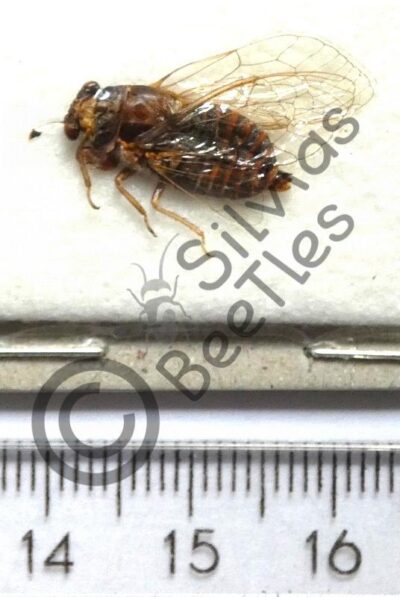 Hymenoptera ssp.