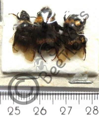 Hymenoptera ssp.