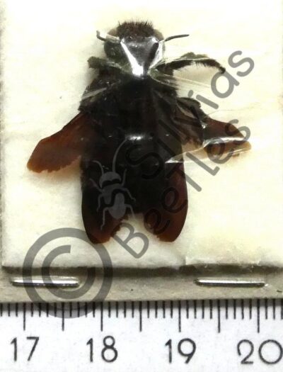 Hymenoptera ssp.