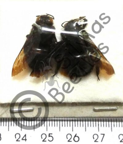 Hymenoptera ssp.