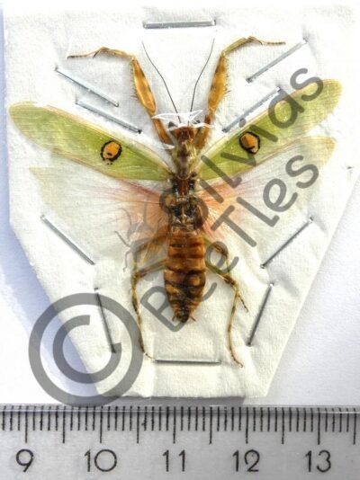 Dictyoptera, Creobroter gemmatus