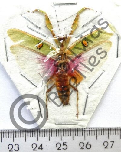 Dictyoptera, Creobroter gemmatus