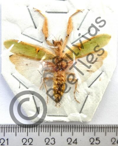 Dictyoptera, Creobroter sp.