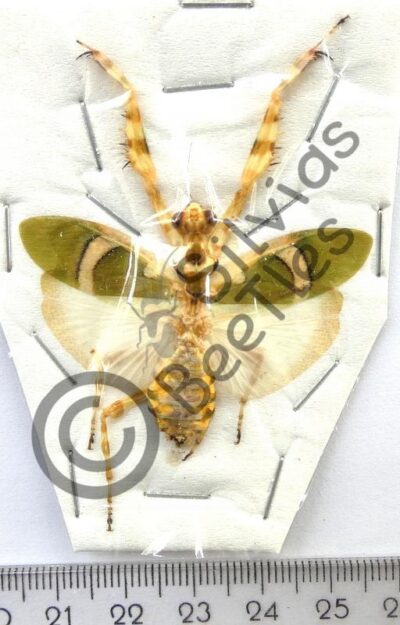 Dictyoptera, Mantodae sp.