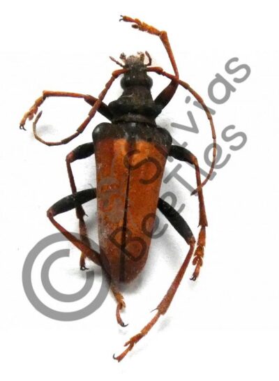 Mastododera nodicollis