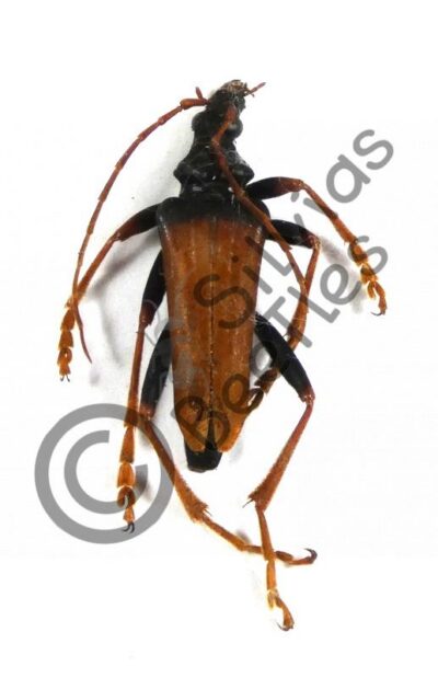 Mastododera nodicollis