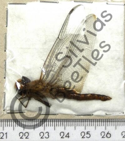 Odonata ssp.