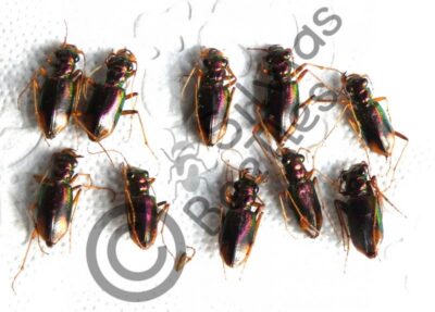 Cicindelidae sp.