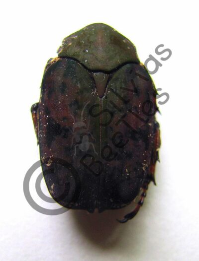 Cetoniinae ssp.