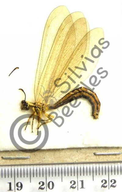 Odonata ssp.