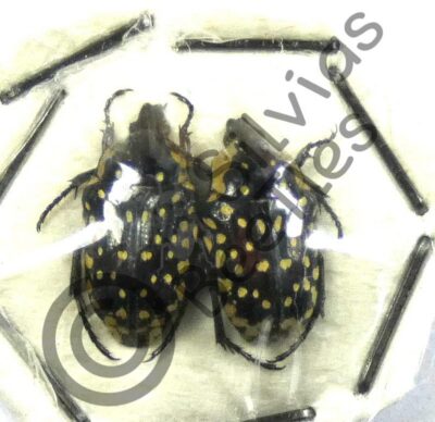 Oxythyrea cinctella, paar