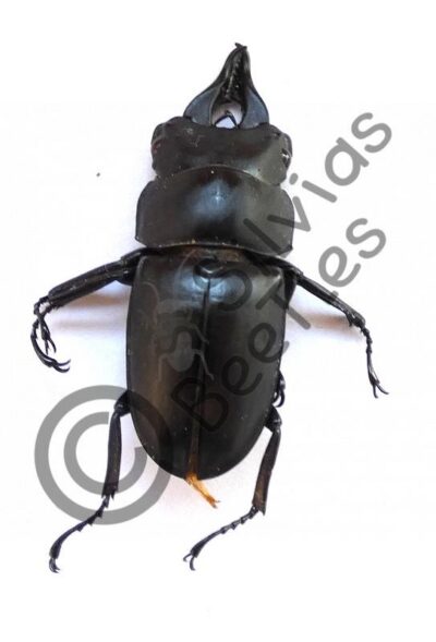 Prosopocoilus serricornis