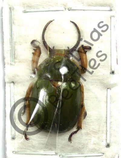 Fruhstorferia sp.