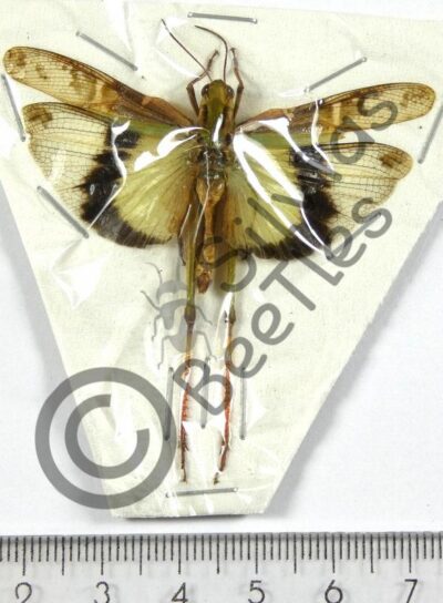 Gastrimargus africanus