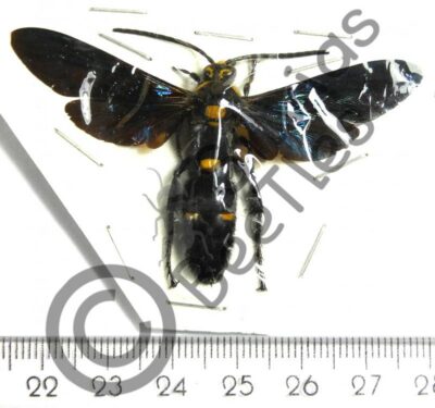 Megascolia procer