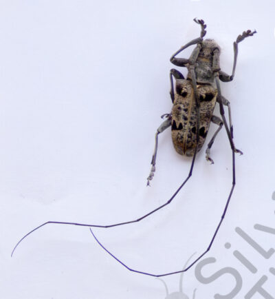 Monochamus tridentatus