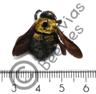 Hymenoptera ssp.