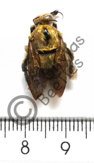 Hymenoptera ssp.