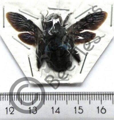 Brachycera, Xylocopa caerulea