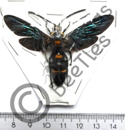 Megascolia procer