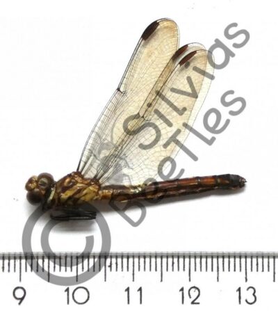 Odonata ssp.