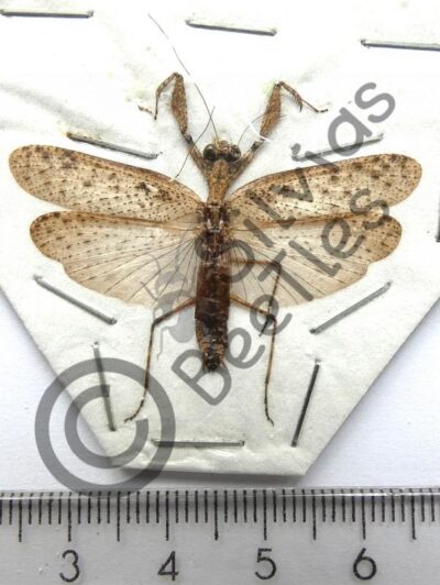 Dictyoptera, Mantodae sp.