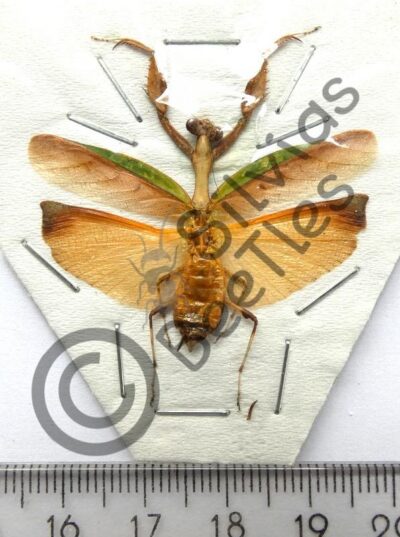 Dictyoptera, Mantodae sp.