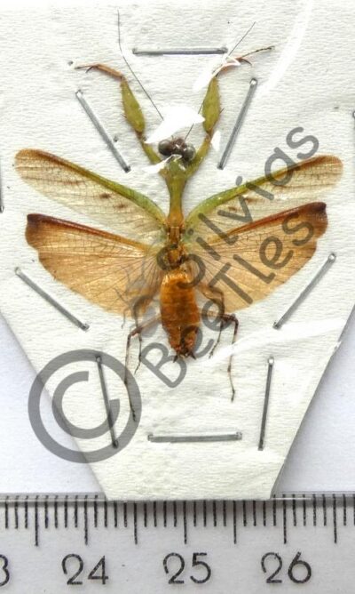 Dictyoptera, Mantodae sp.