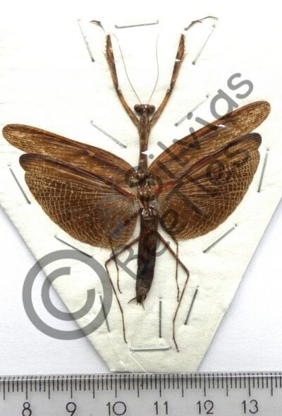 Dictyoptera, Mantodae sp.