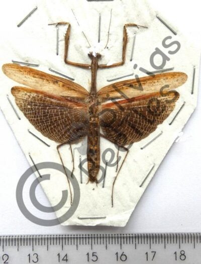 Dictyoptera, Statilia nemoralis