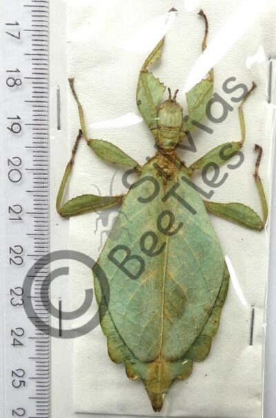 Phyllium jacobsoni
