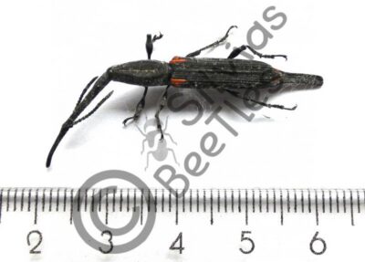 Zetophleus Pugionatus