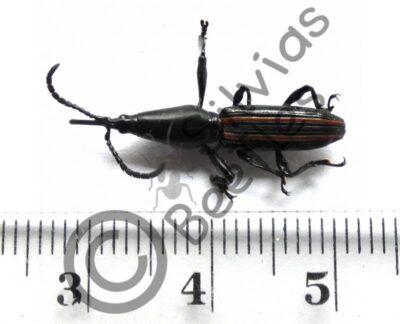 Zetophleus sp.