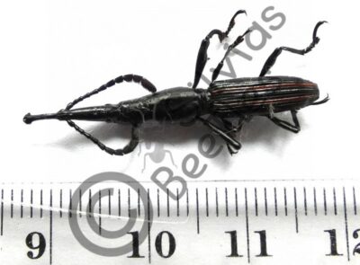 Zetophleus sp.