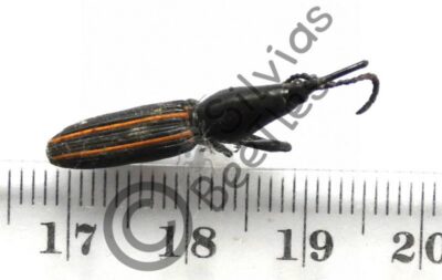 Zetophleus sp.