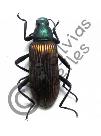 Strongylium Cupripenne