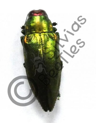 Chrysochroa purpureiventris