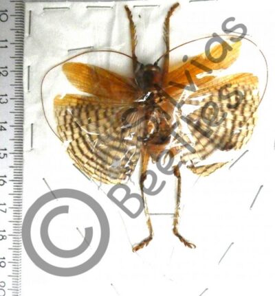 Gryllacrididae sp., ♂