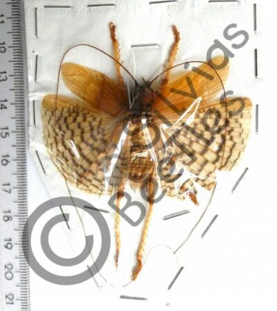 Gryllacrididae sp., ♂