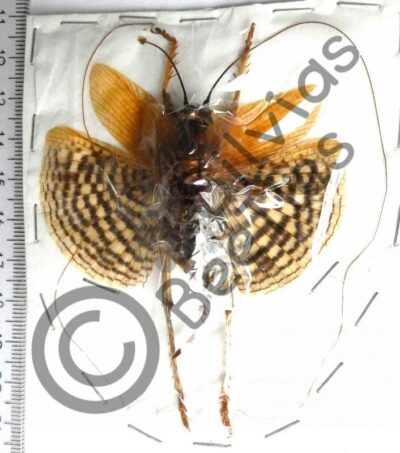 Gryllacrididae sp., ♀