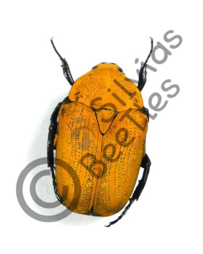 Euchroea oberthuri benezechi