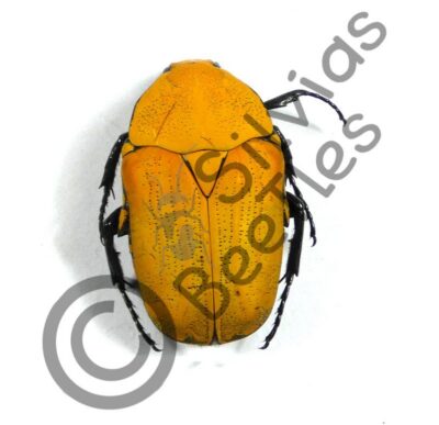 Euchroea oberthuri benezechi