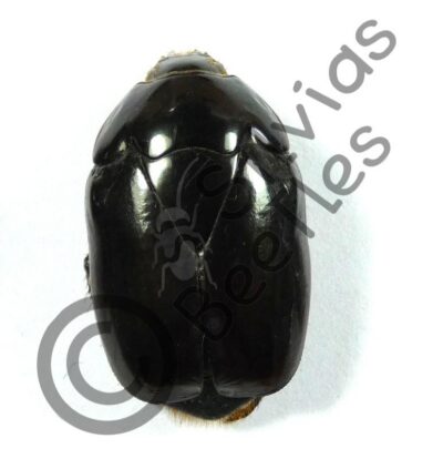 Cetonidae ssp.