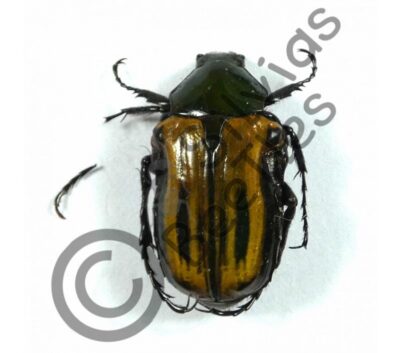 Coptomia mauritania