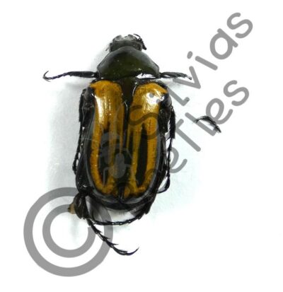 Coptomia mauritania