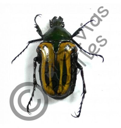 Coptomia mauritania