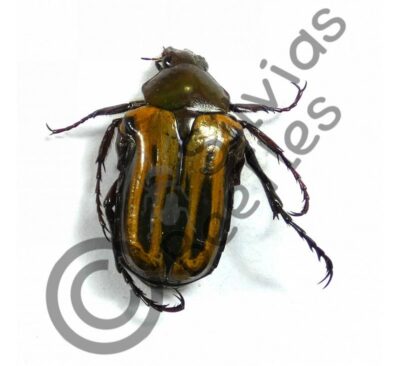 Coptomia mauritania