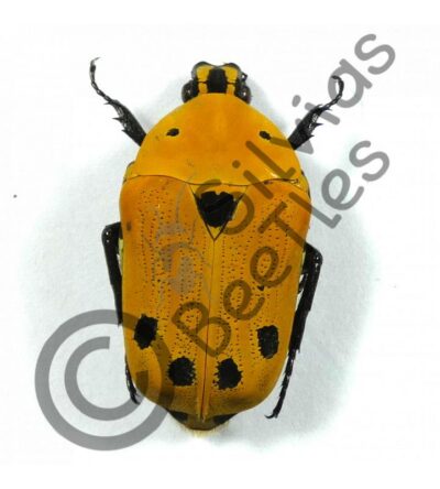 Euchroea auripimenta