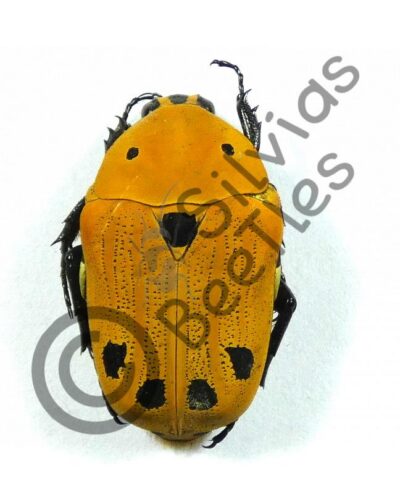Euchroea auripimenta