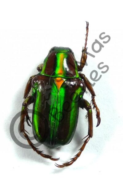 Pygora ignata